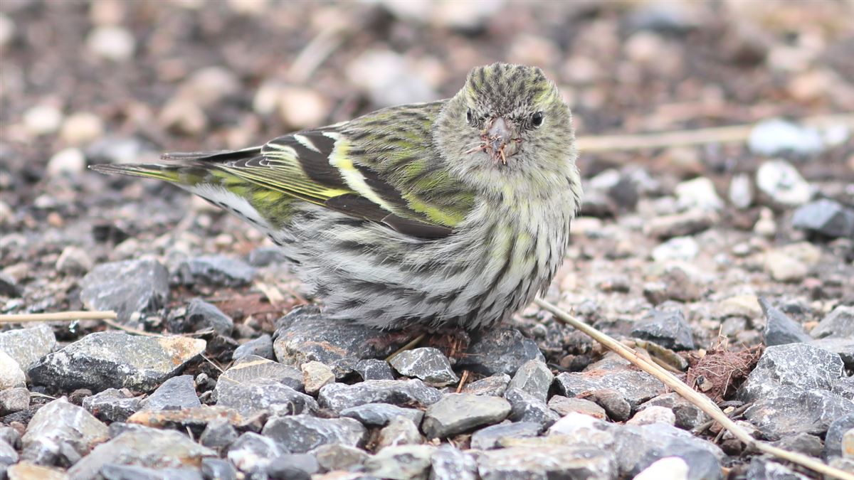Eurasian Siskin