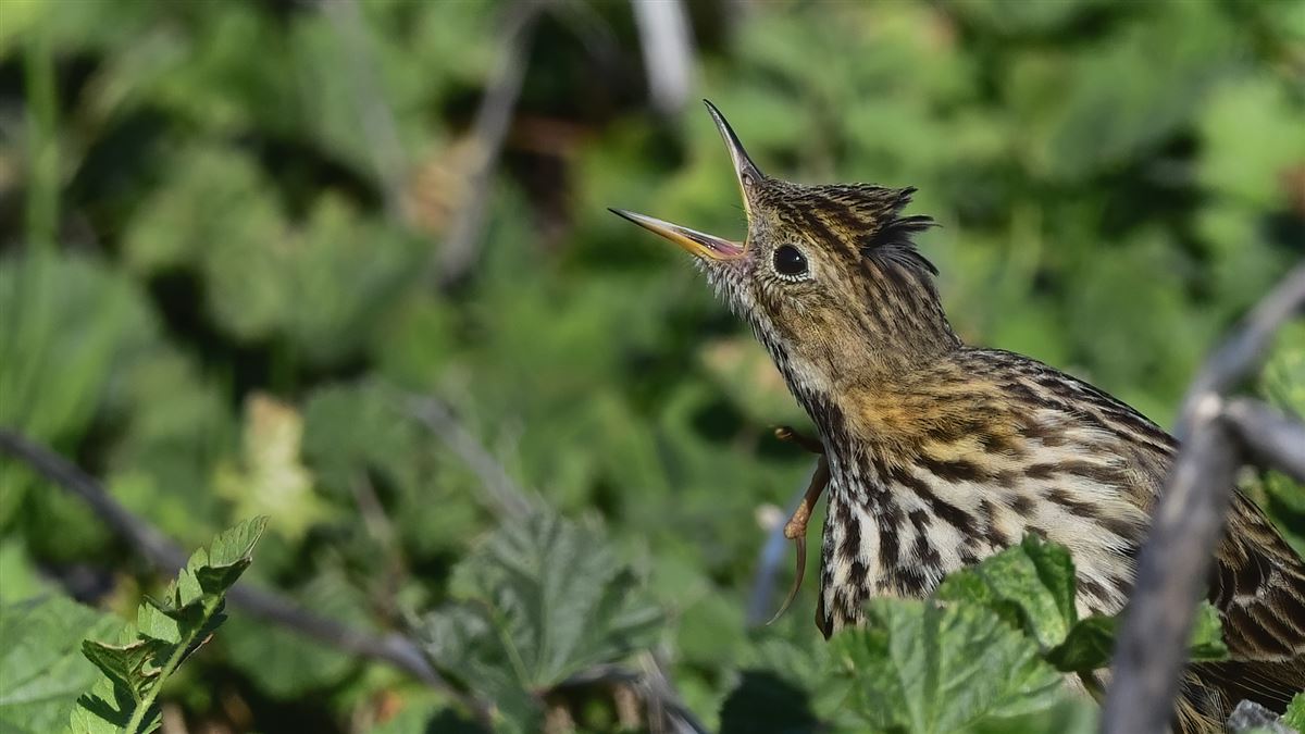 Red-throated Pipit