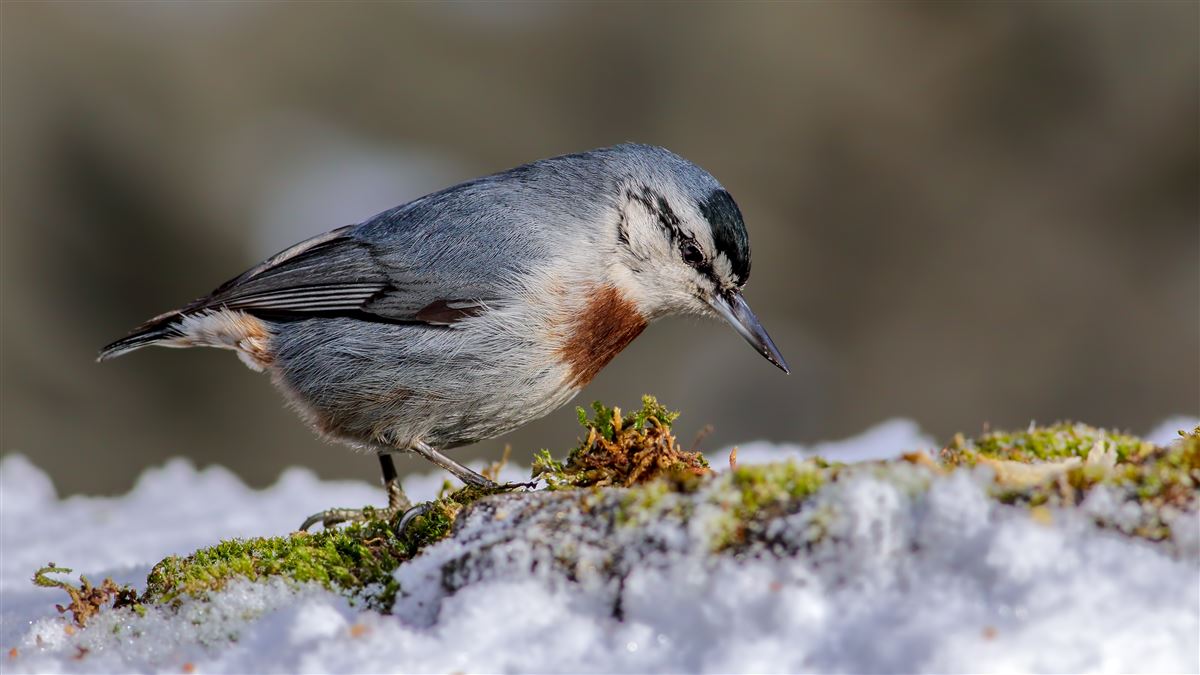 Krüper`s Nuthatch