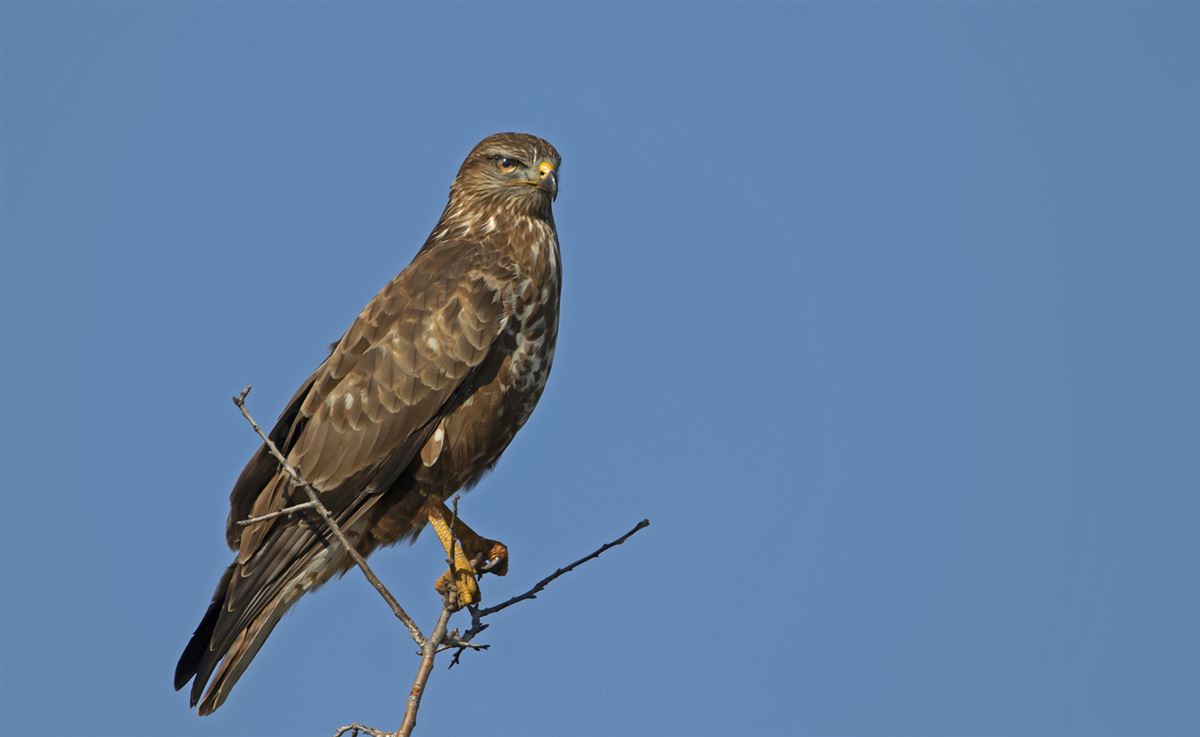 Common Buzzard