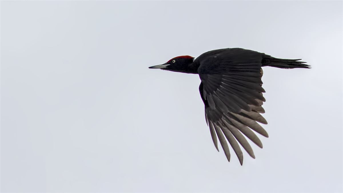 Black Woodpecker