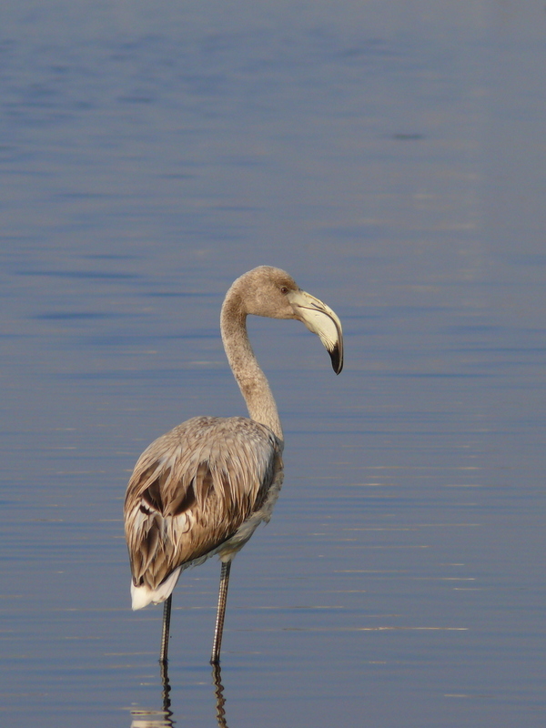 Greater Flamingo