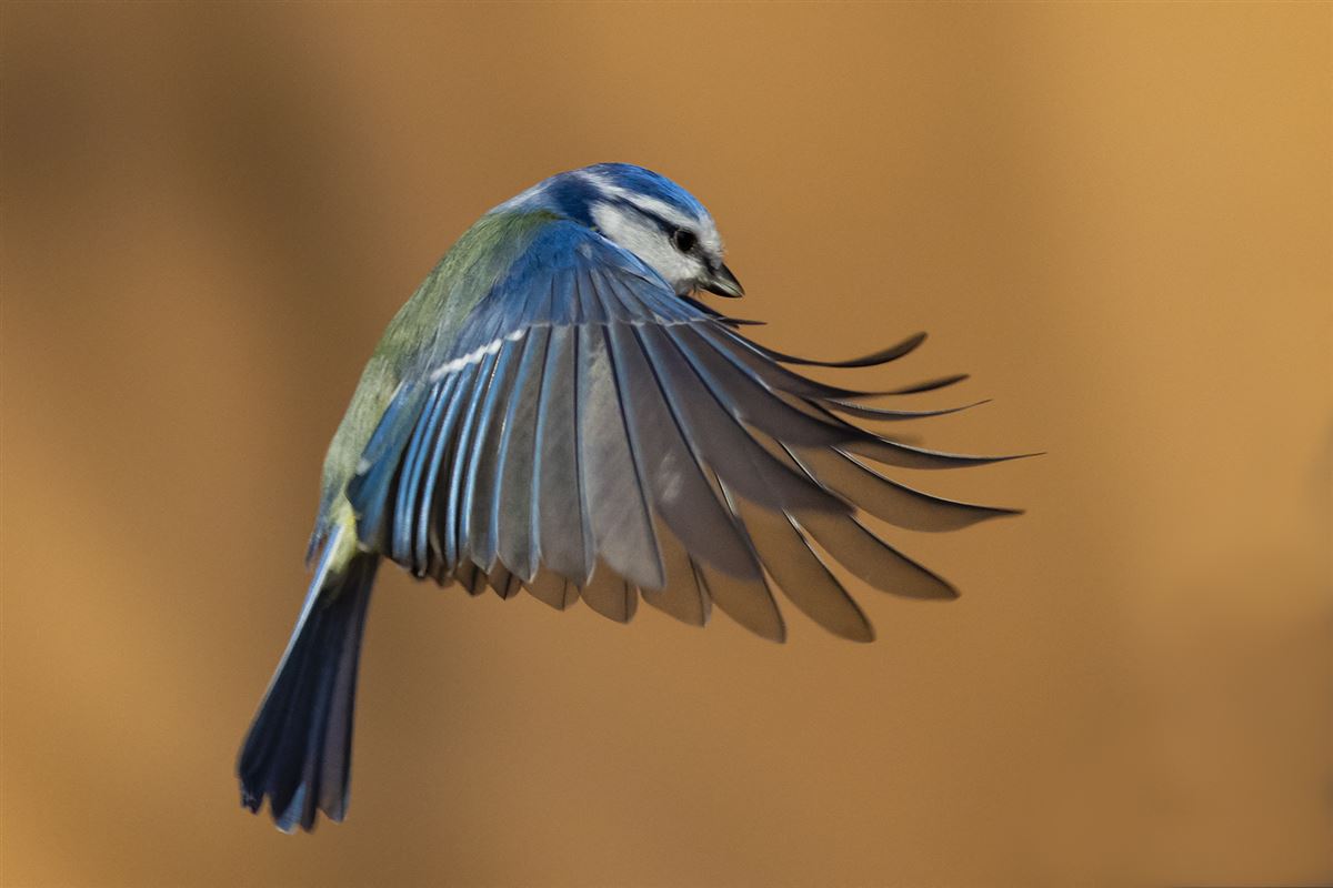 Eurasian Blue Tit