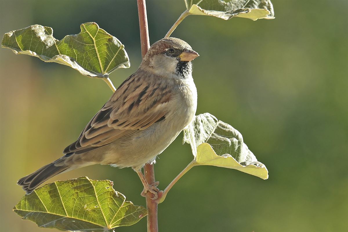 House Sparrow
