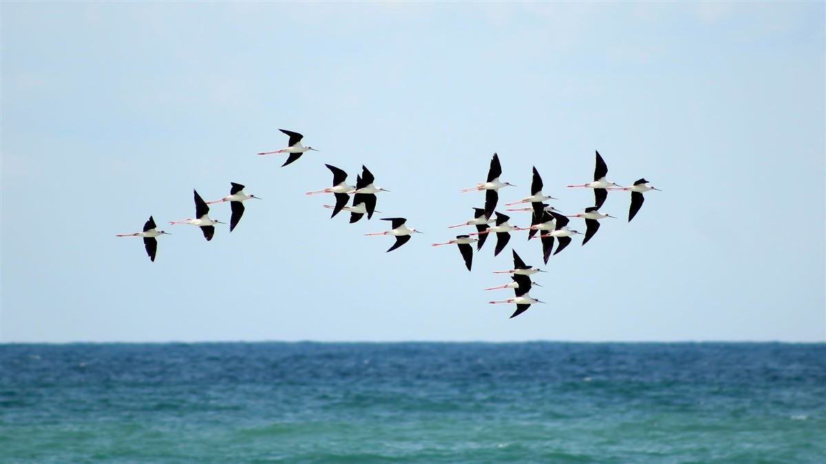 Black-winged Stilt
