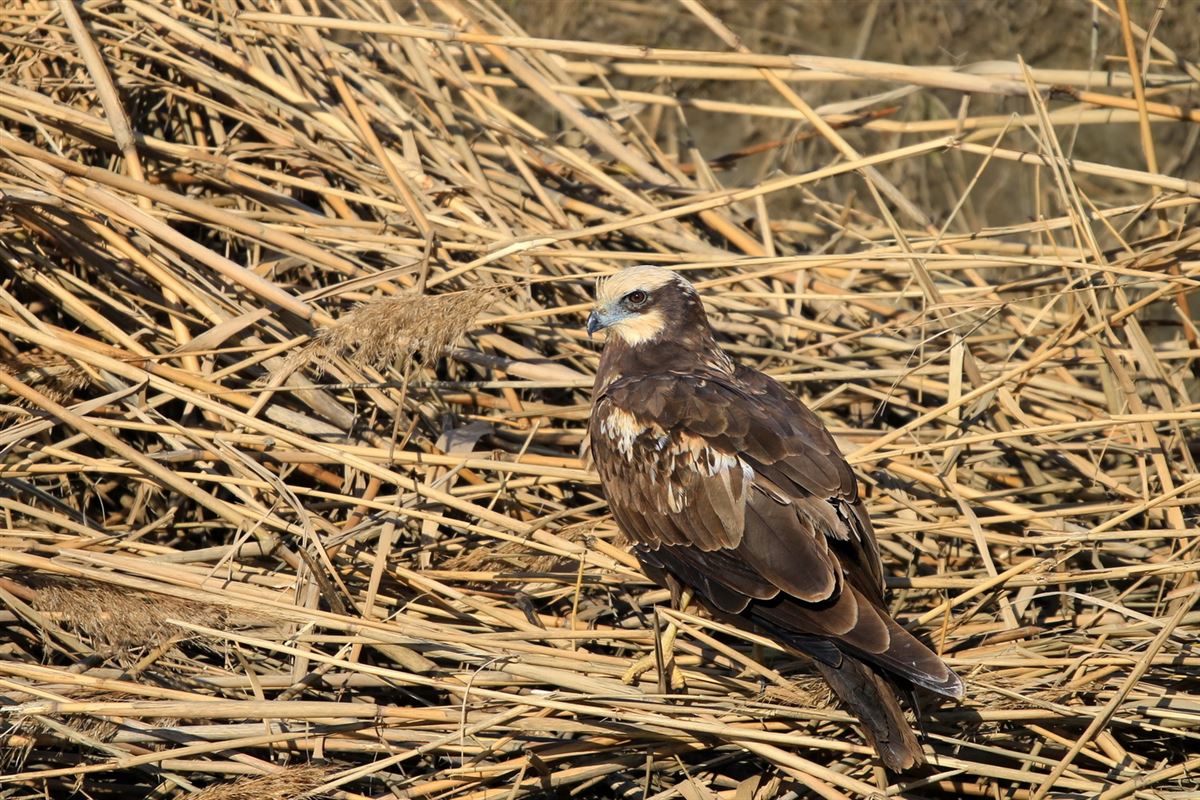 Western Marsh Harrier