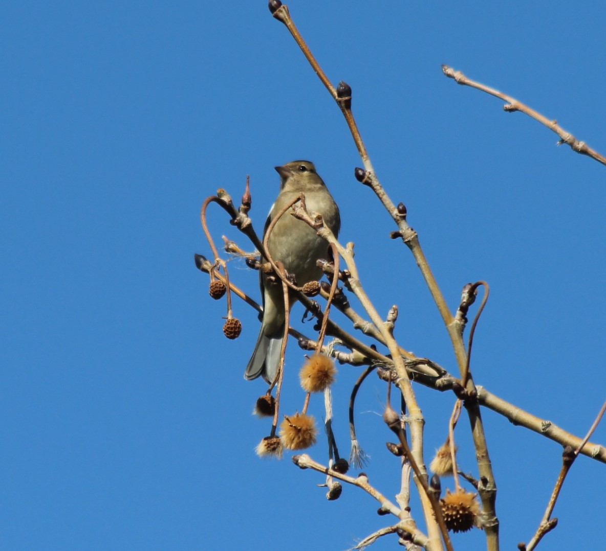 Common Chaffinch