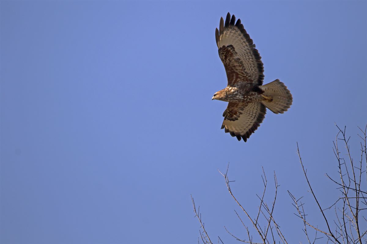 Common Buzzard