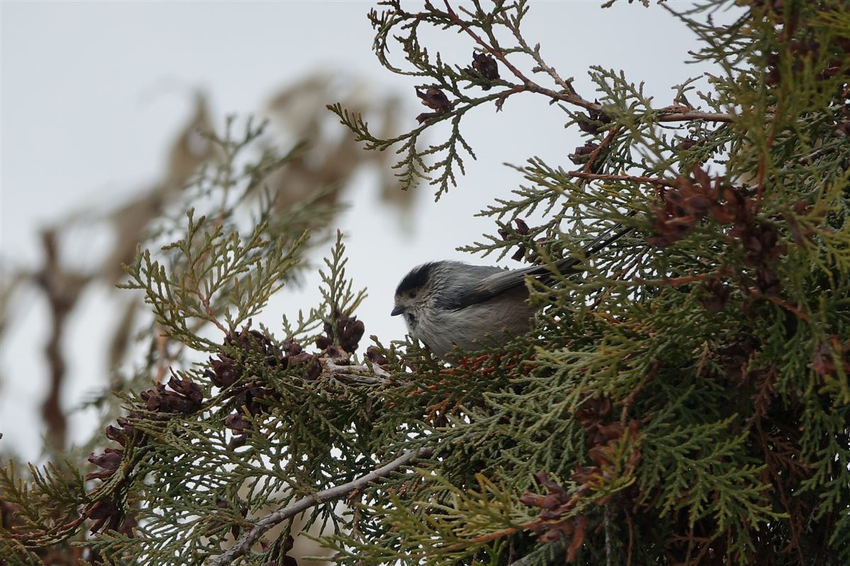 Long-tailed Tit