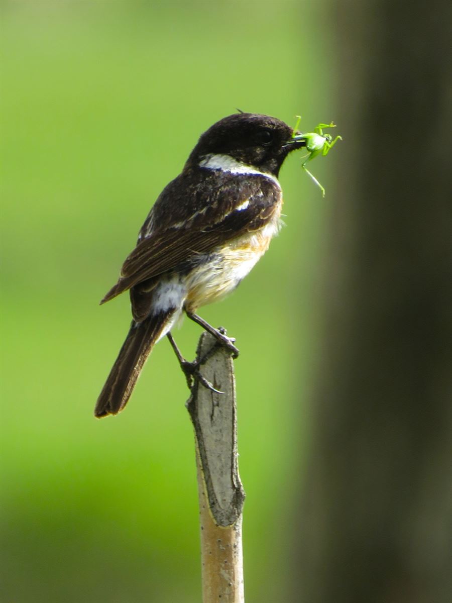 European Stonechat