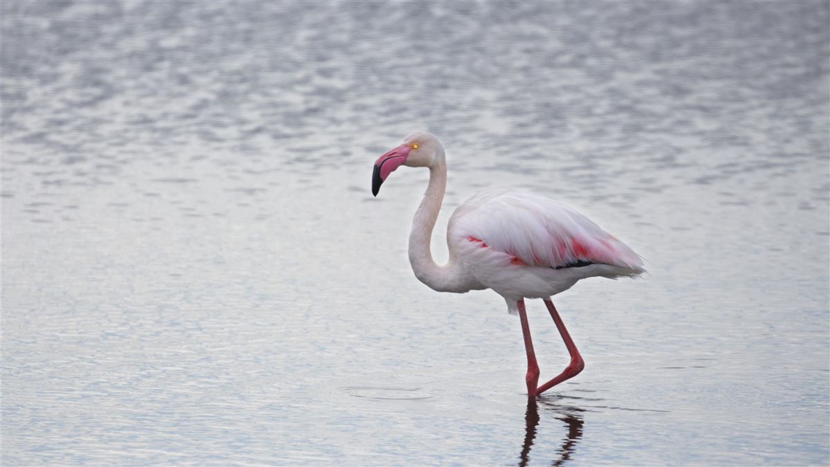 Greater Flamingo