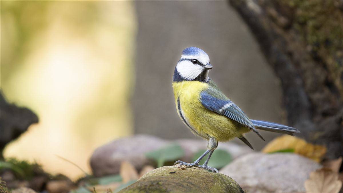 Eurasian Blue Tit