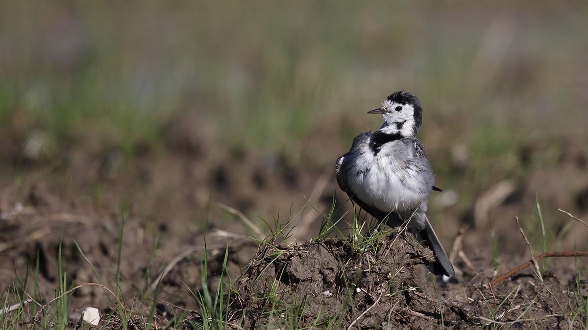 White Wagtail