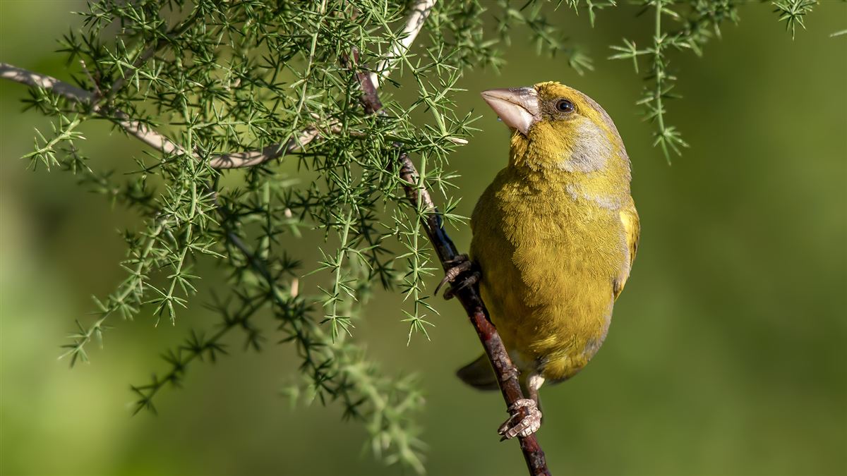 European Greenfinch