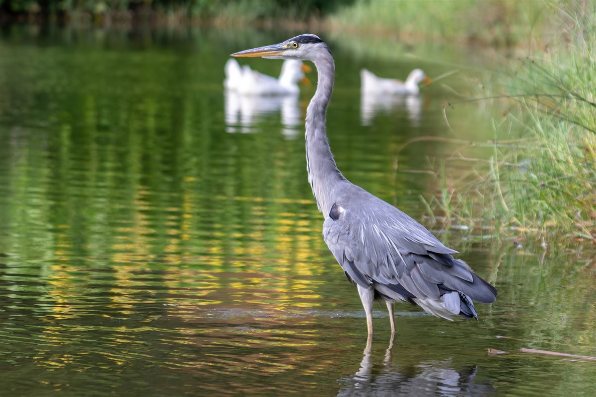 Grey Heron