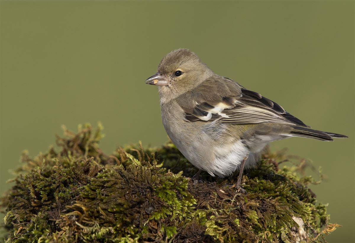 Common Chaffinch