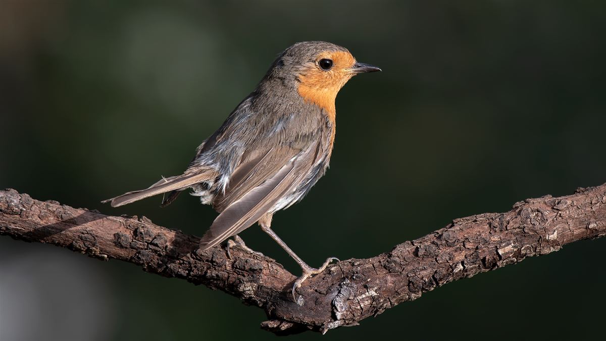 European Robin