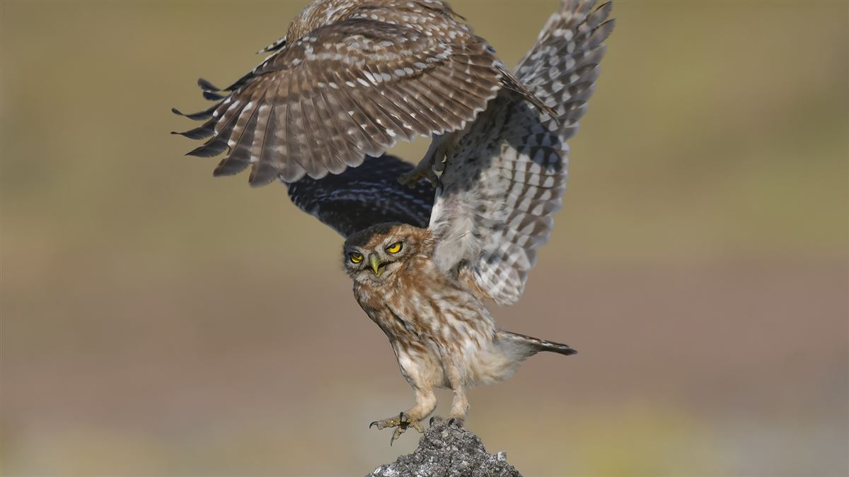 Little Owl