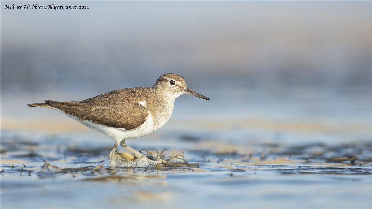 Common Sandpiper