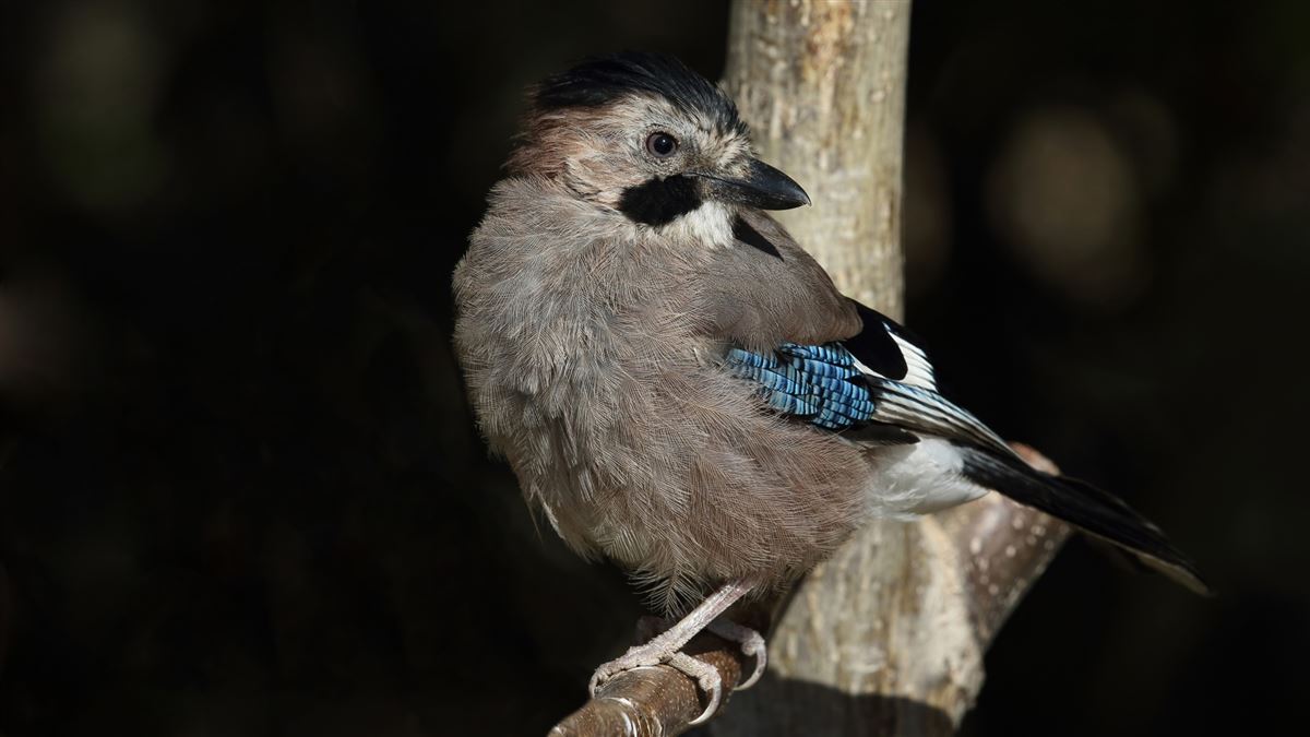Eurasian Jay