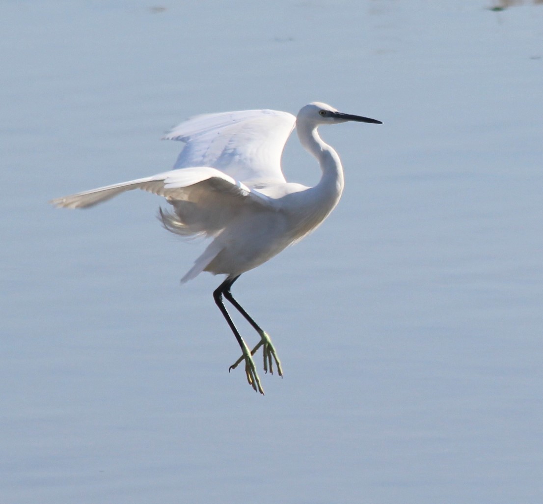 Little Egret