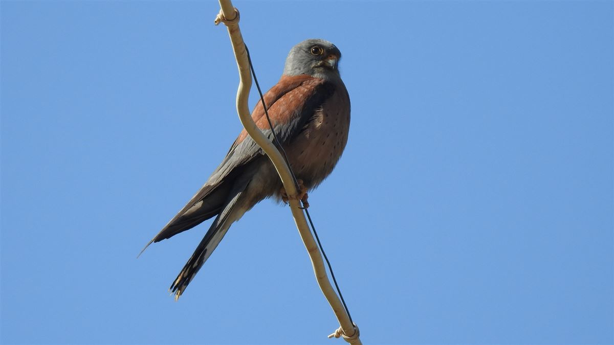 Lesser Kestrel