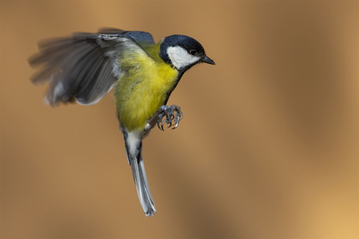Great Tit
