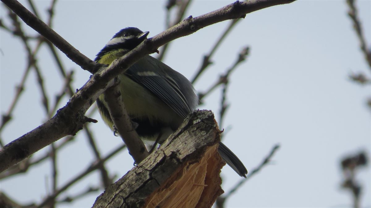 Great Tit