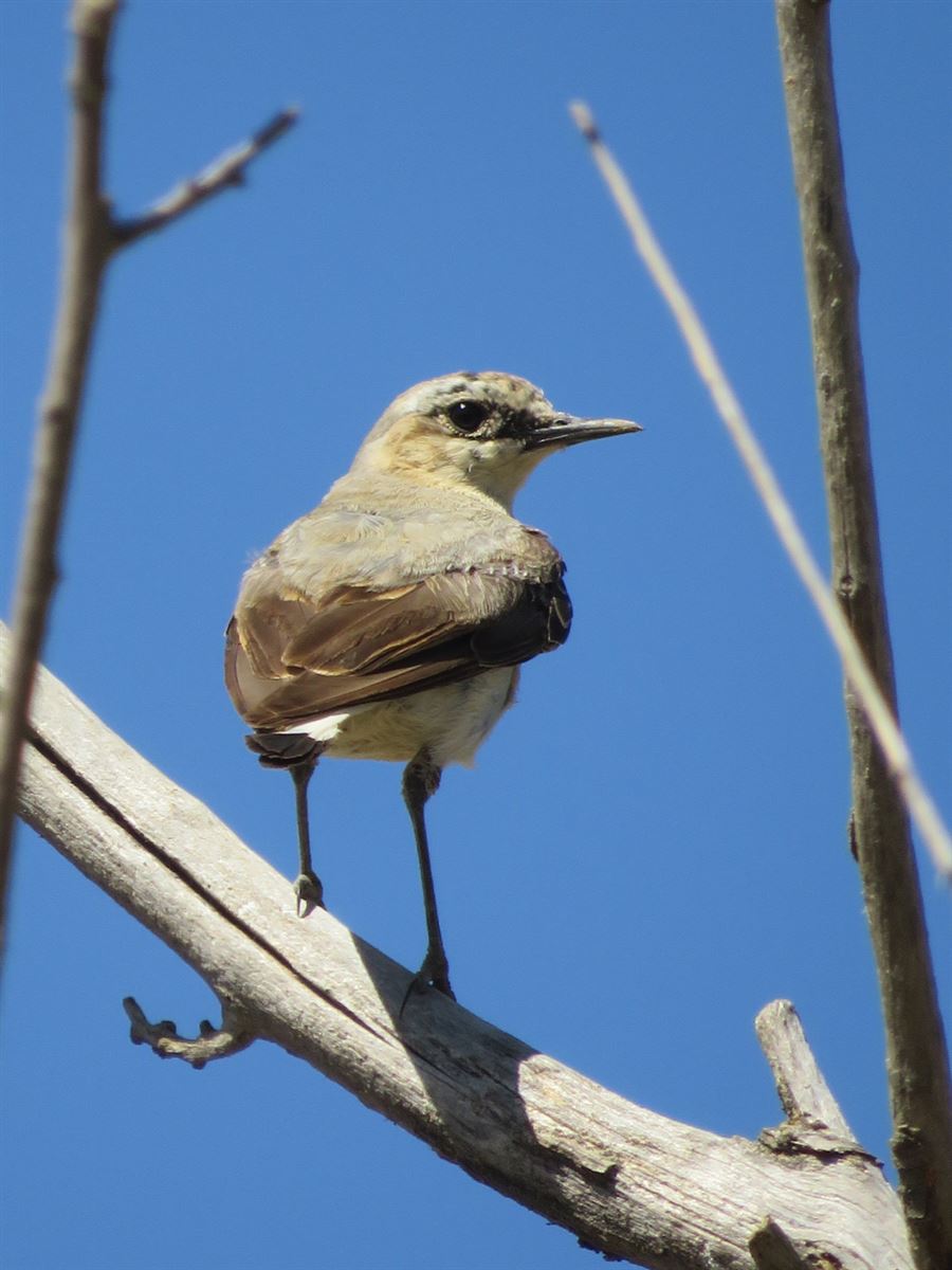Northern Wheatear