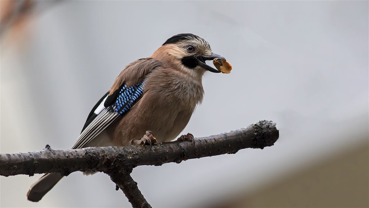 Eurasian Jay
