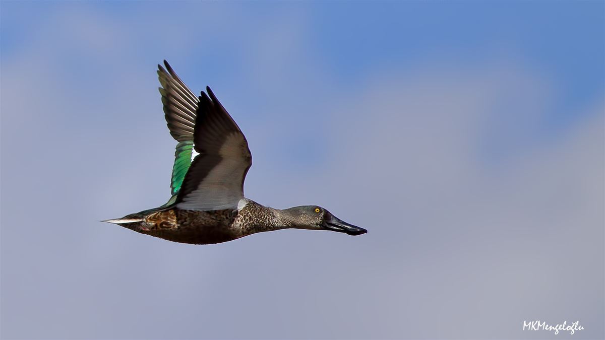 Northern Shoveler