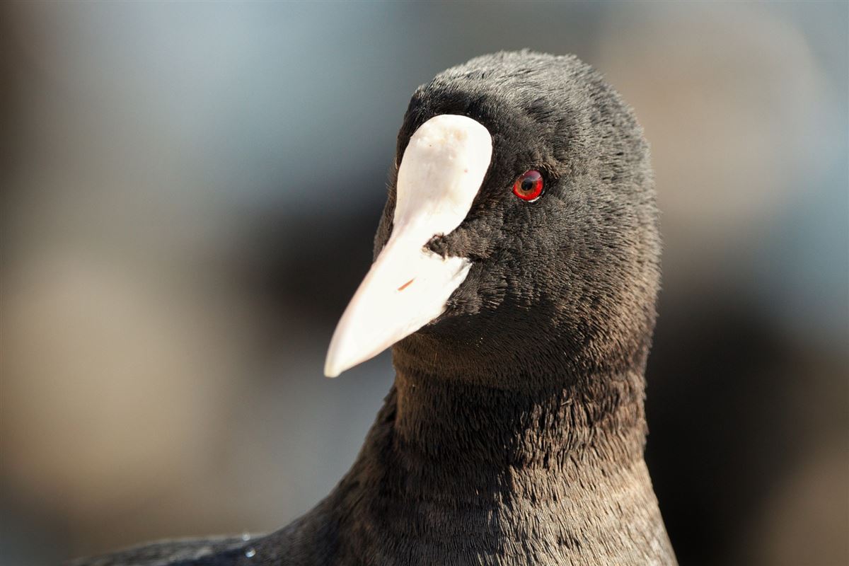 Eurasian Coot