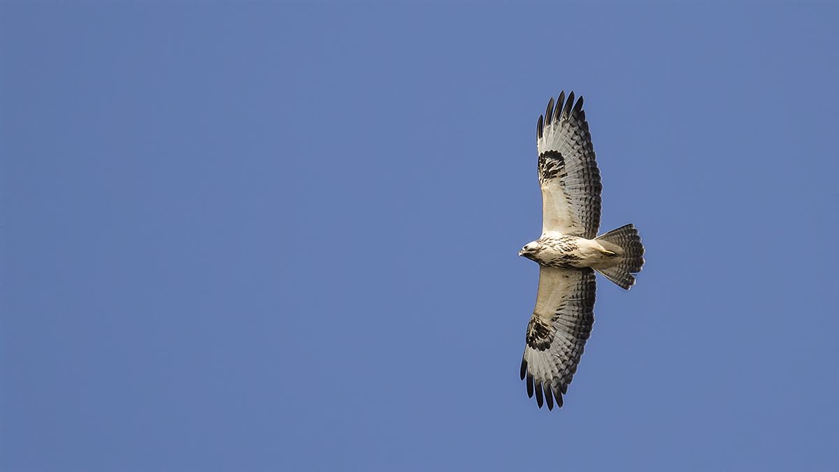 Common Buzzard