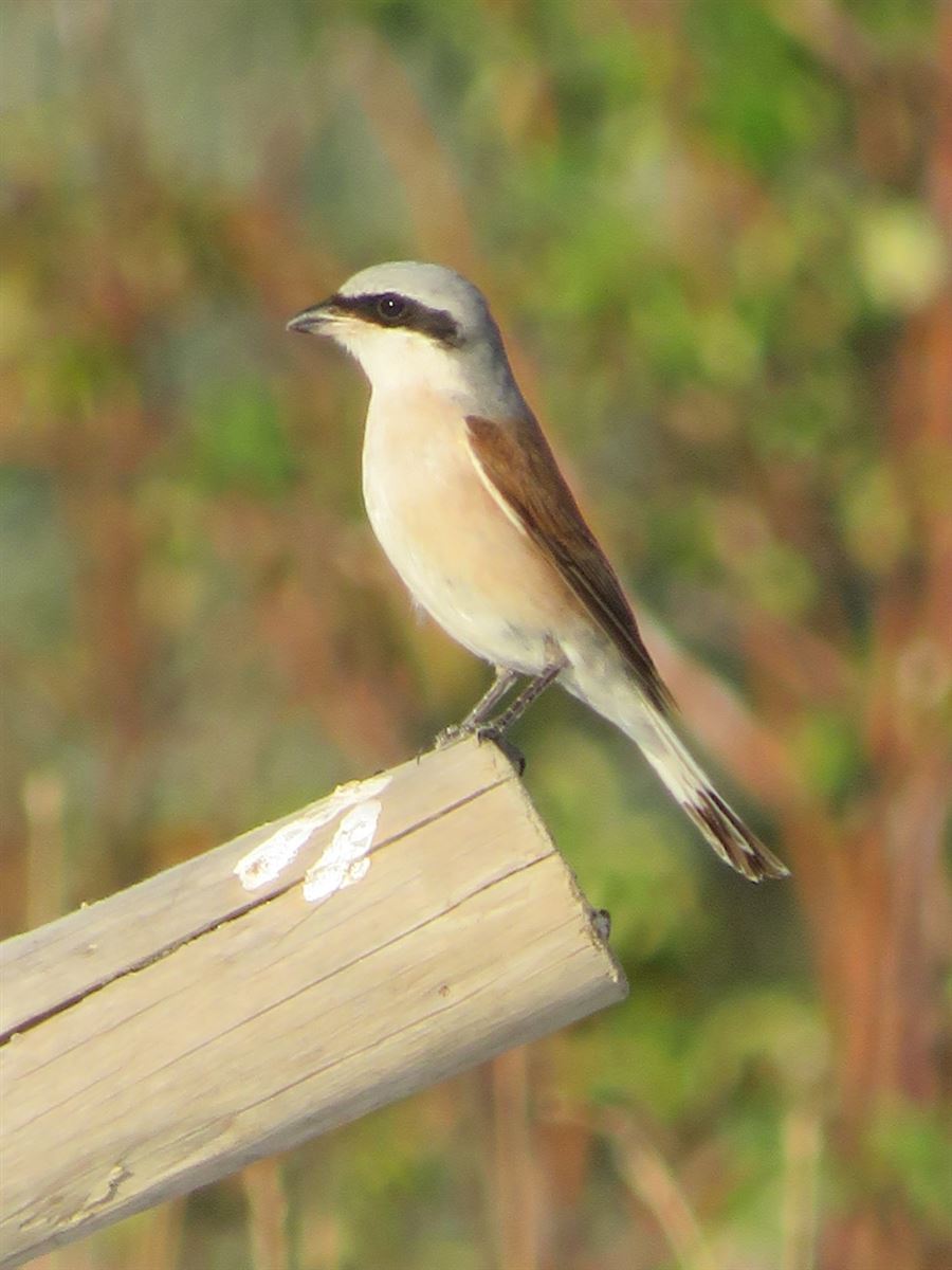 Red-backed Shrike