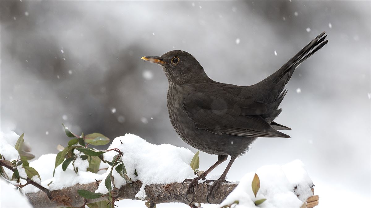 Common Blackbird