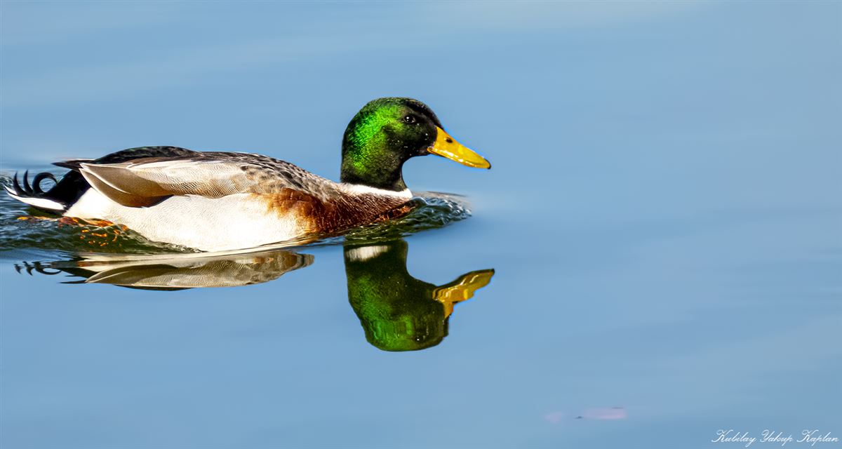 Mallard