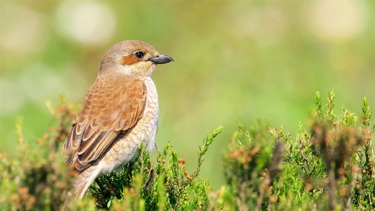 Red-backed Shrike