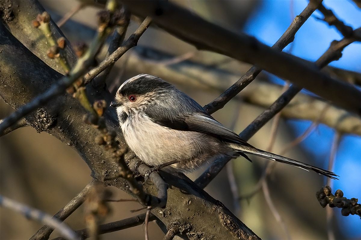 Long-tailed Tit
