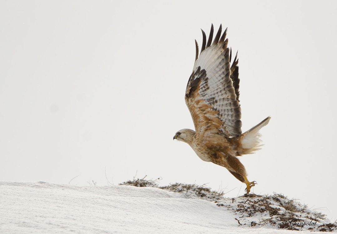 Long-legged Buzzard