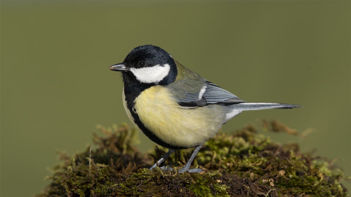 Great Tit