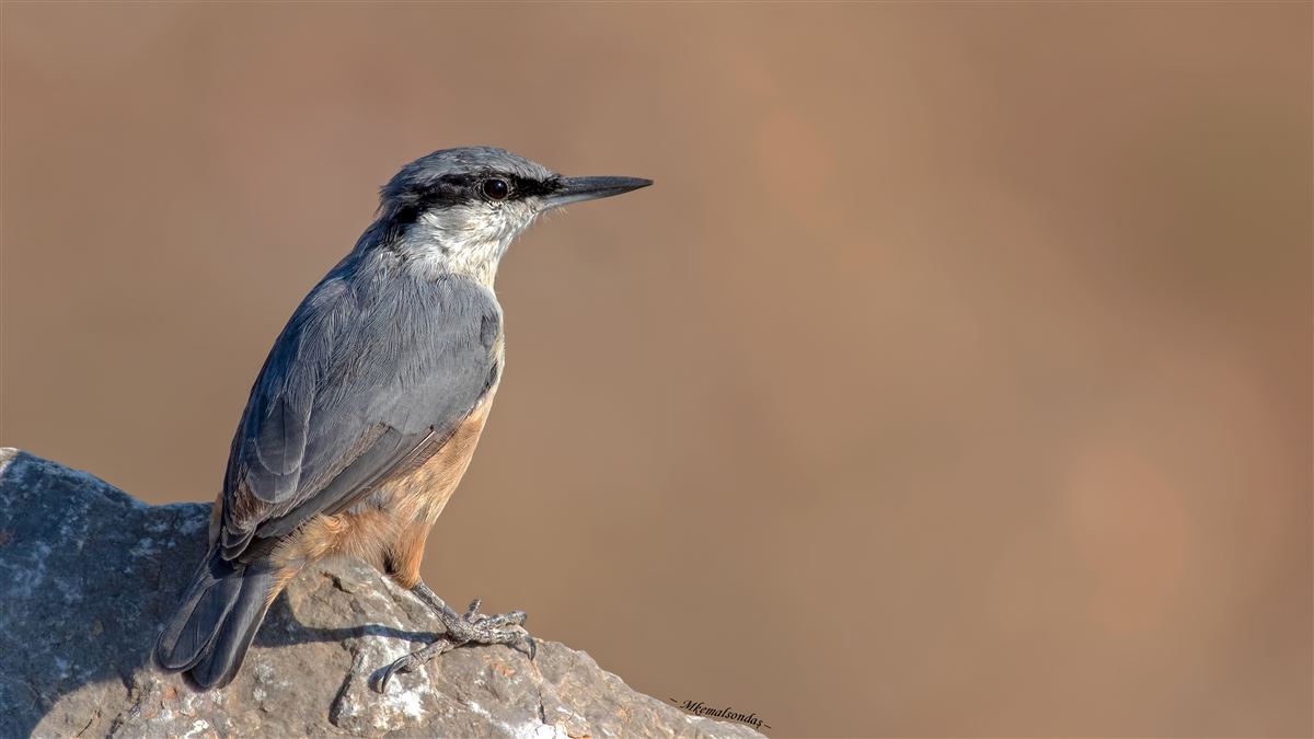 Western Rock Nuthatch