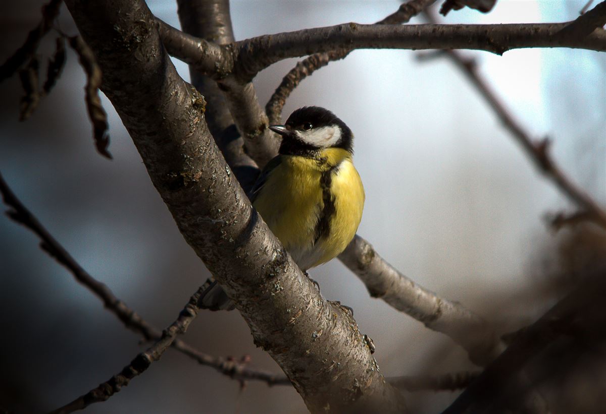 Great Tit