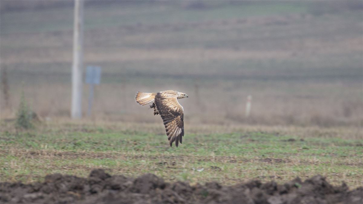 Long-legged Buzzard