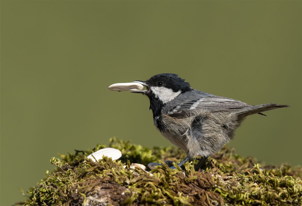 Coal Tit