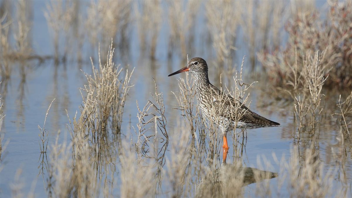 Common Redshank
