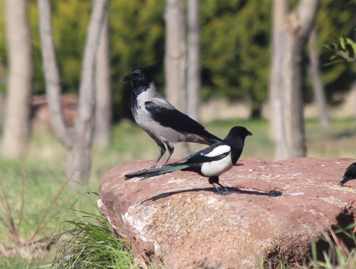 Hooded Crow
