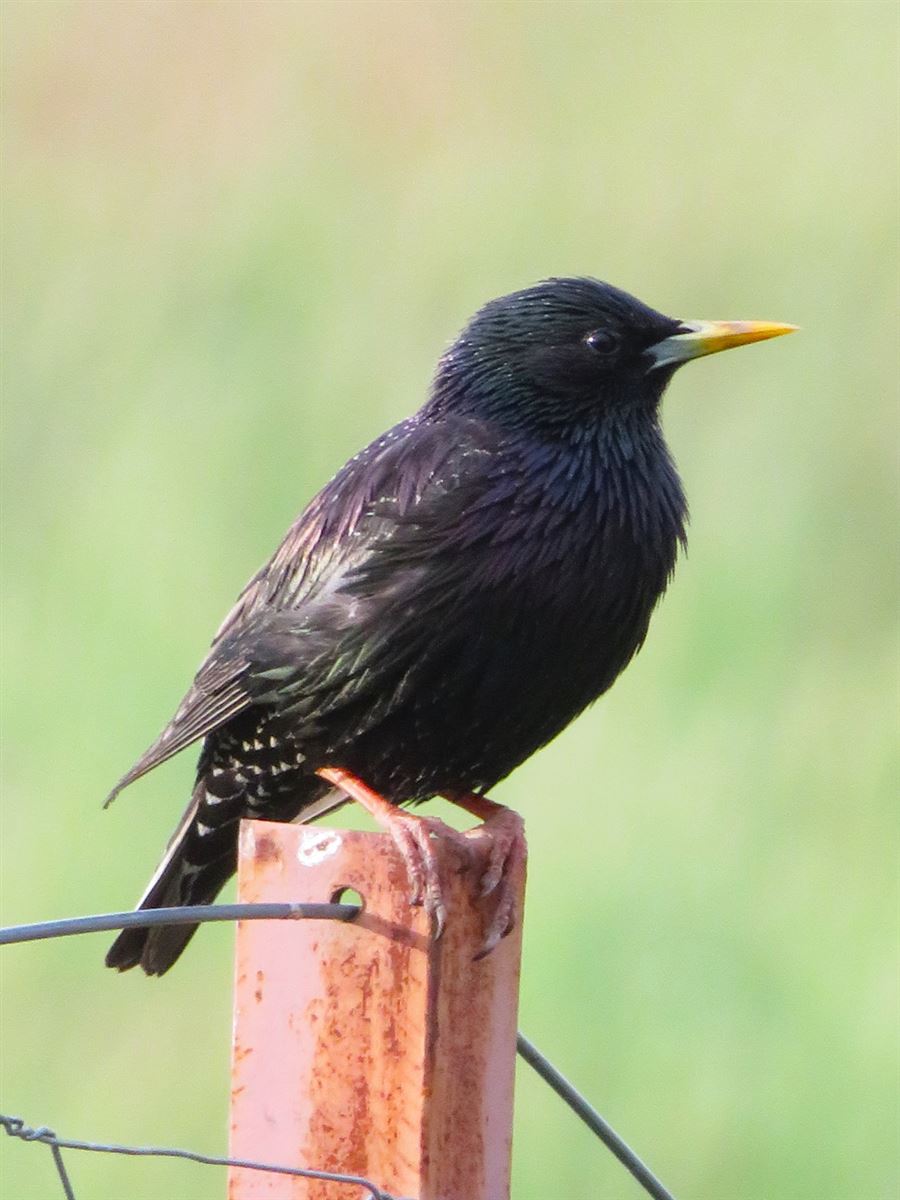 Common Starling