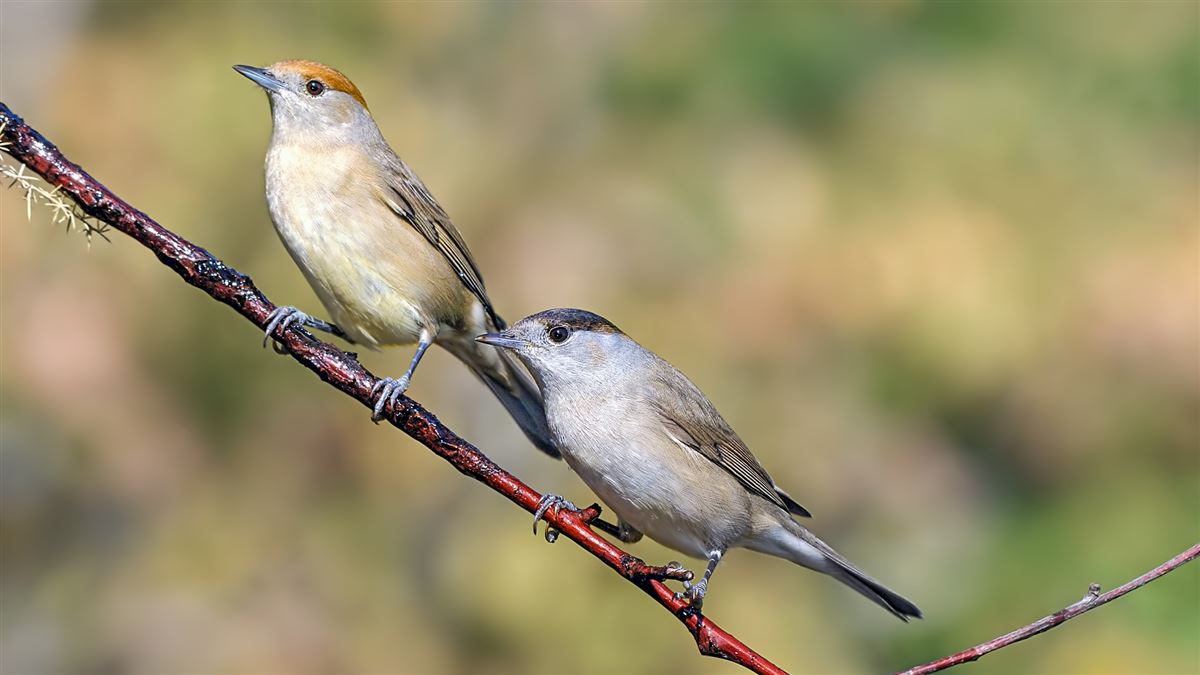 Eurasian Blackcap
