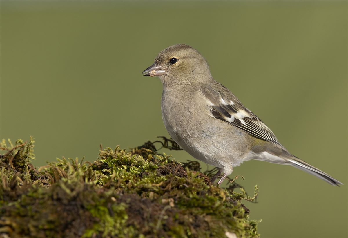 Common Chaffinch