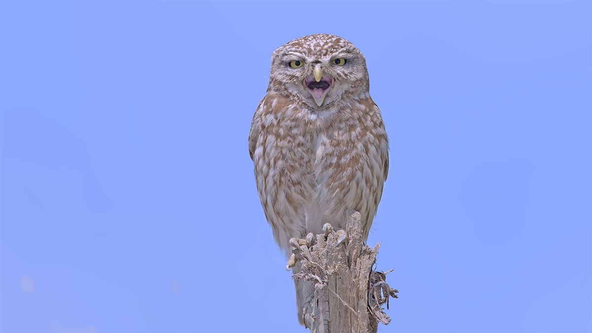 Little Owl
